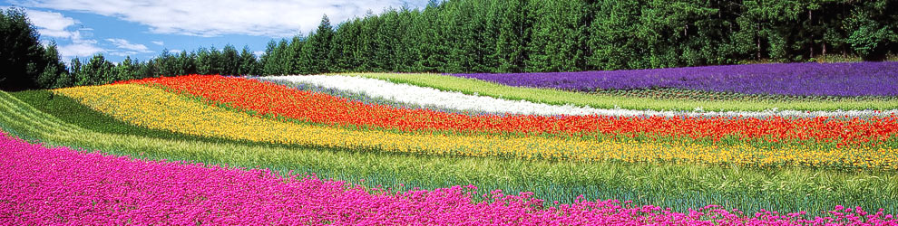 Photo by Kohji Asakawa Photo by Kohji Asakawa