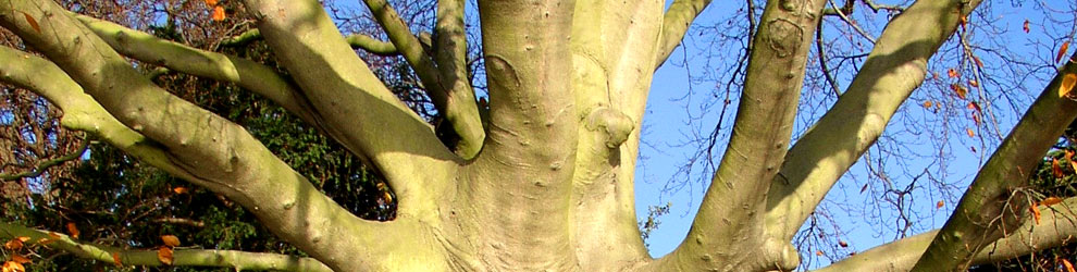 Photo by Paul Sloane